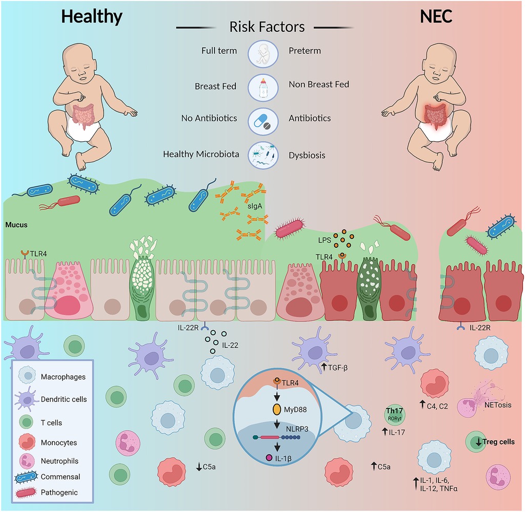 A versatile microfluidic device for multiple ex vivo/in vitro tissue assays  unrestrained from tissue topography