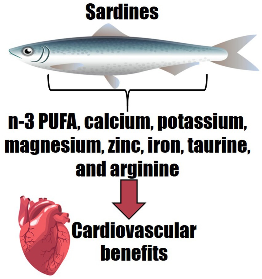 Fish Oil Benefits For Men (Top 8)