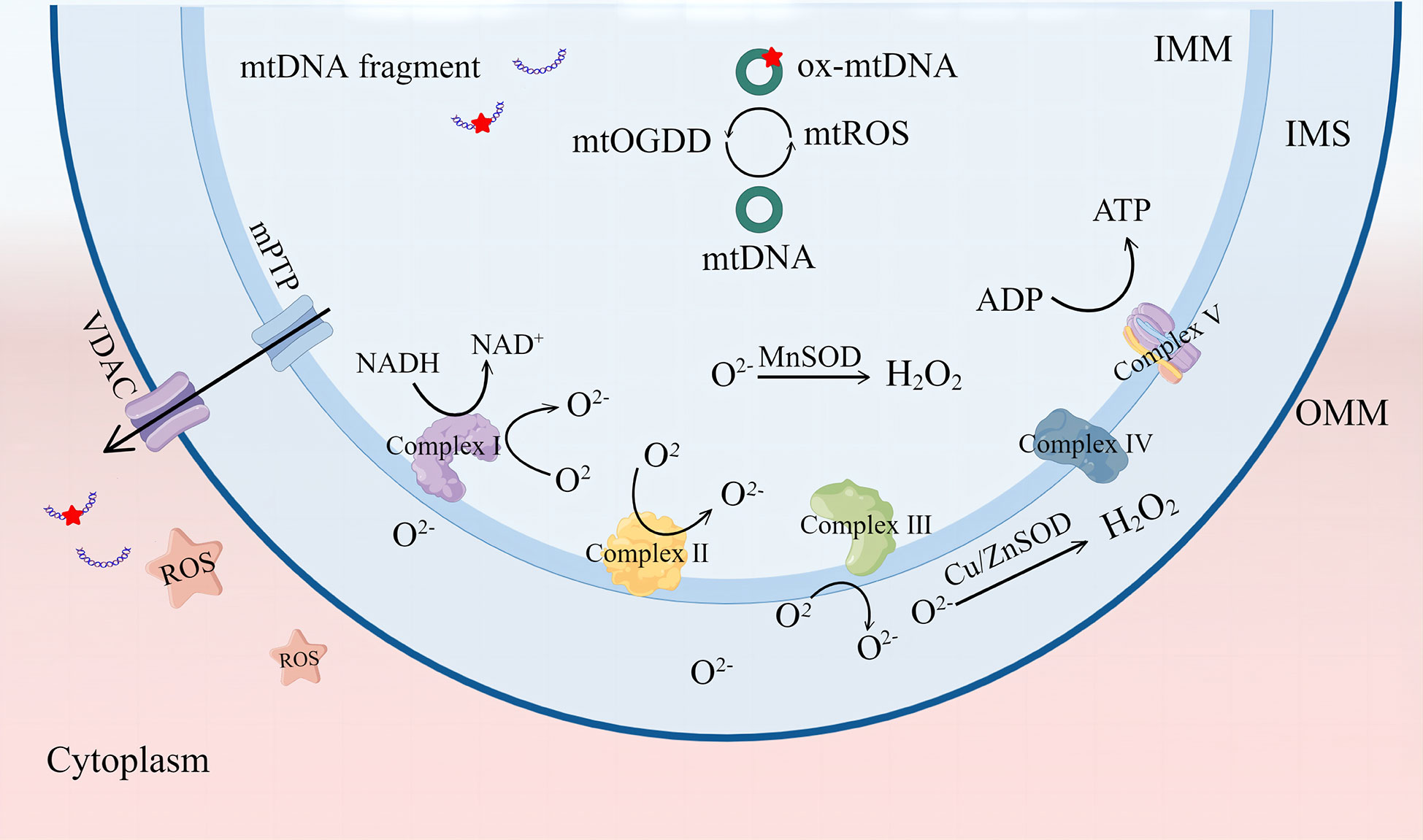 Mitochondrial reactive oxygen is critical for IL-12/IL-18-induced IFN