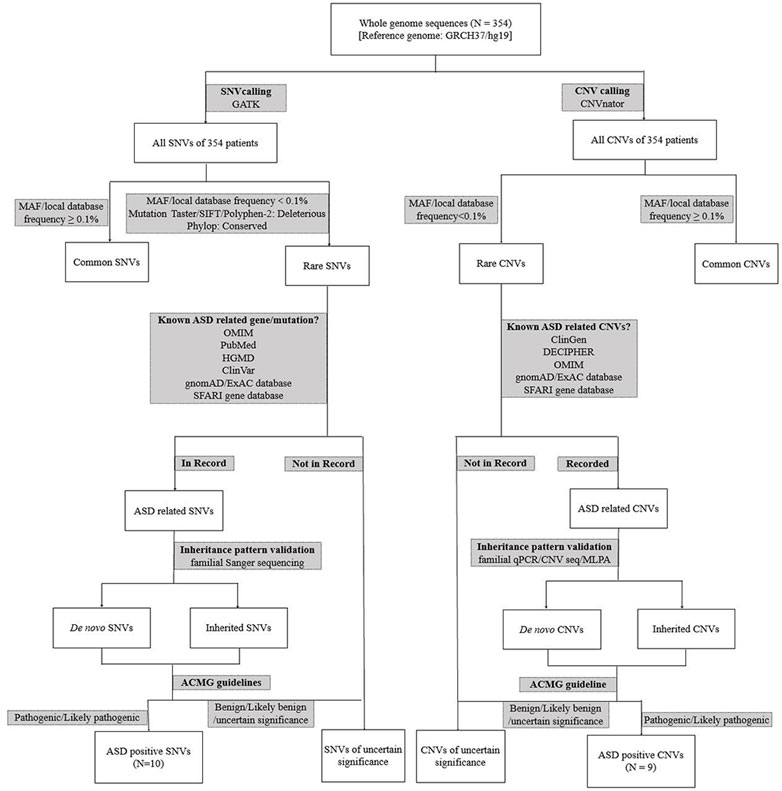 Frontiers  Case Report: Low-Level Maternal Mosaicism of a Novel CREBBP  Variant Causes Recurrent Rubinstein-Taybi Syndrome in Two Siblings of a  Chinese Family