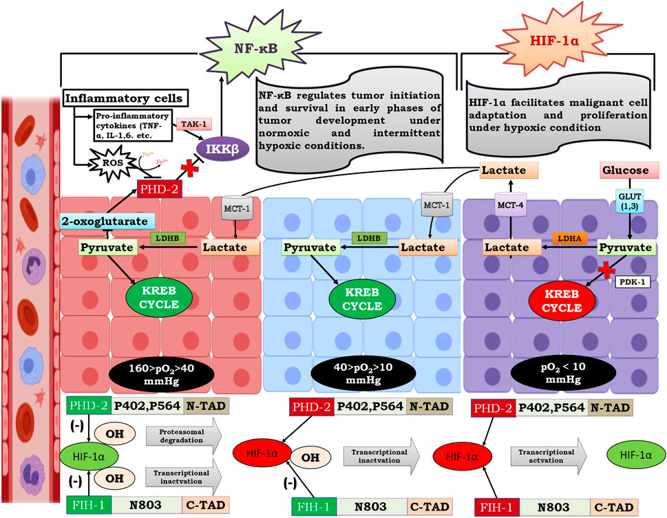 Protein kinase D drives the secretion of invasion mediators in triple-negative  breast cancer cell lines - ScienceDirect