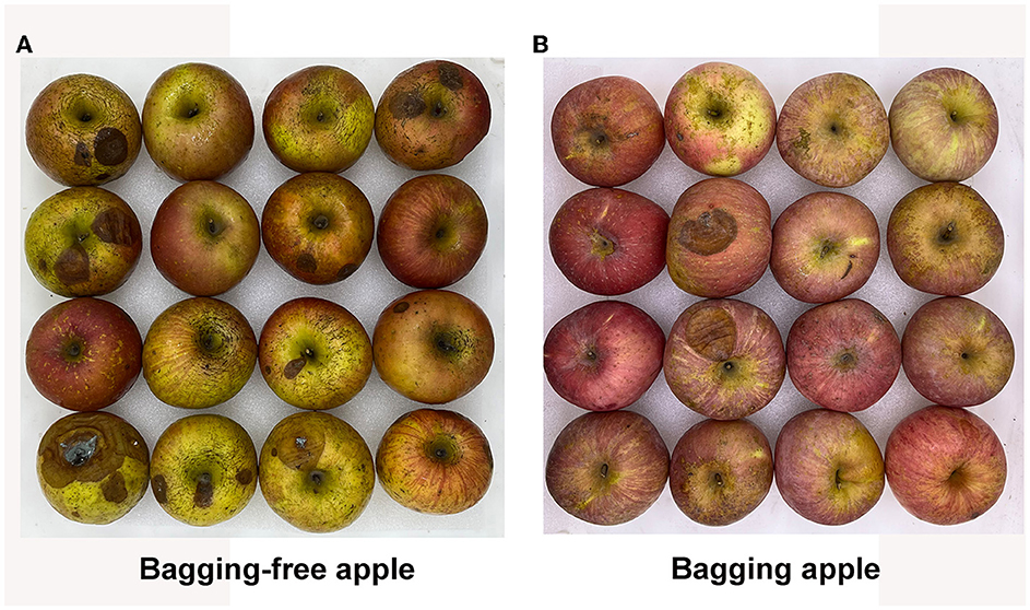 File:The Red Ring and the Rotten Mango.jpg - Wikimedia Commons