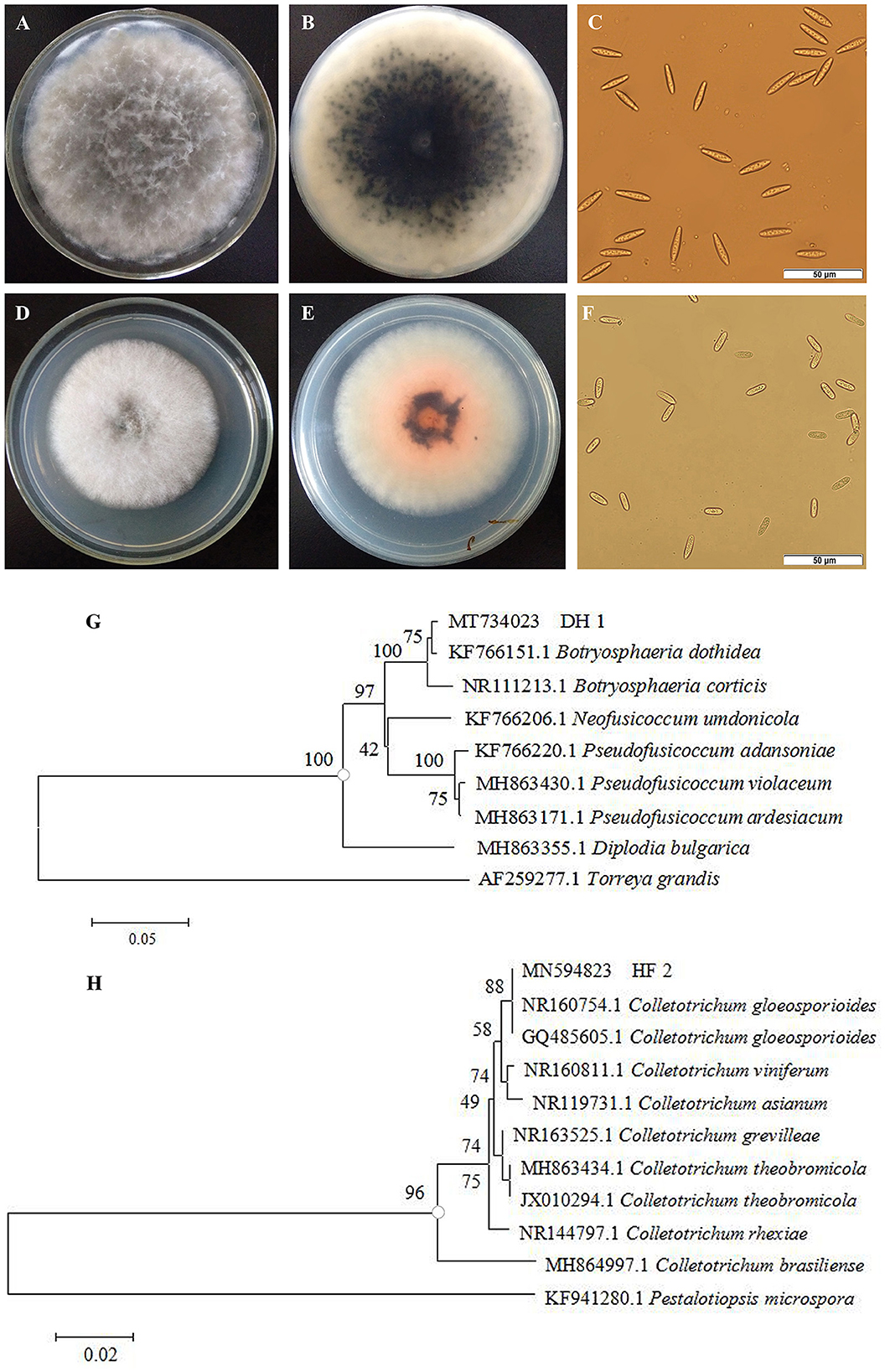 Frontiers  Inhibitory effect and underlying mechanism of cinnamon and  clove essential oils on Botryosphaeria dothidea and Colletotrichum  gloeosporioides causing rots in postharvest bagging-free apple fruits