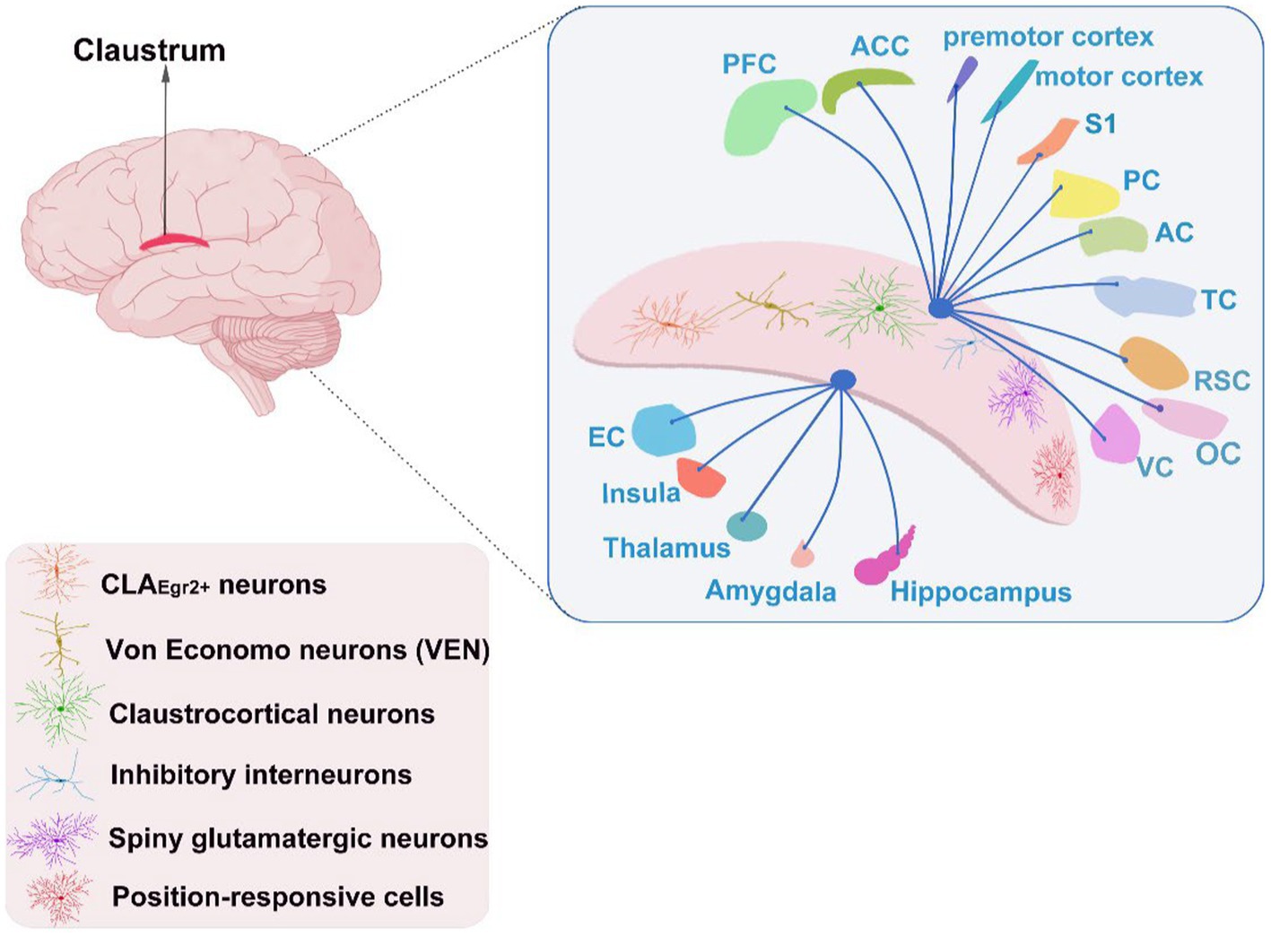Frontiers Striatal fibrinogen extravasation and vascular degeneration correlate with motor dysfunction in an aging mouse model of Alzheimer's disease