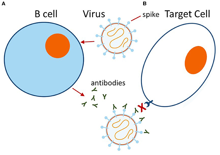 Figure 2 - (A) When a virus encounters a B cell, the B cell responds by producing antibodies (the small Y-shaped structures) specific for the viral spike protein.