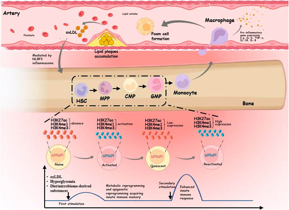 Arsenic Trioxide Induces Apoptosis of Human Monocytes during Macrophagic  Differentiation through Nuclear Factor-κB-Related Survival Pathway  Down-Regulation