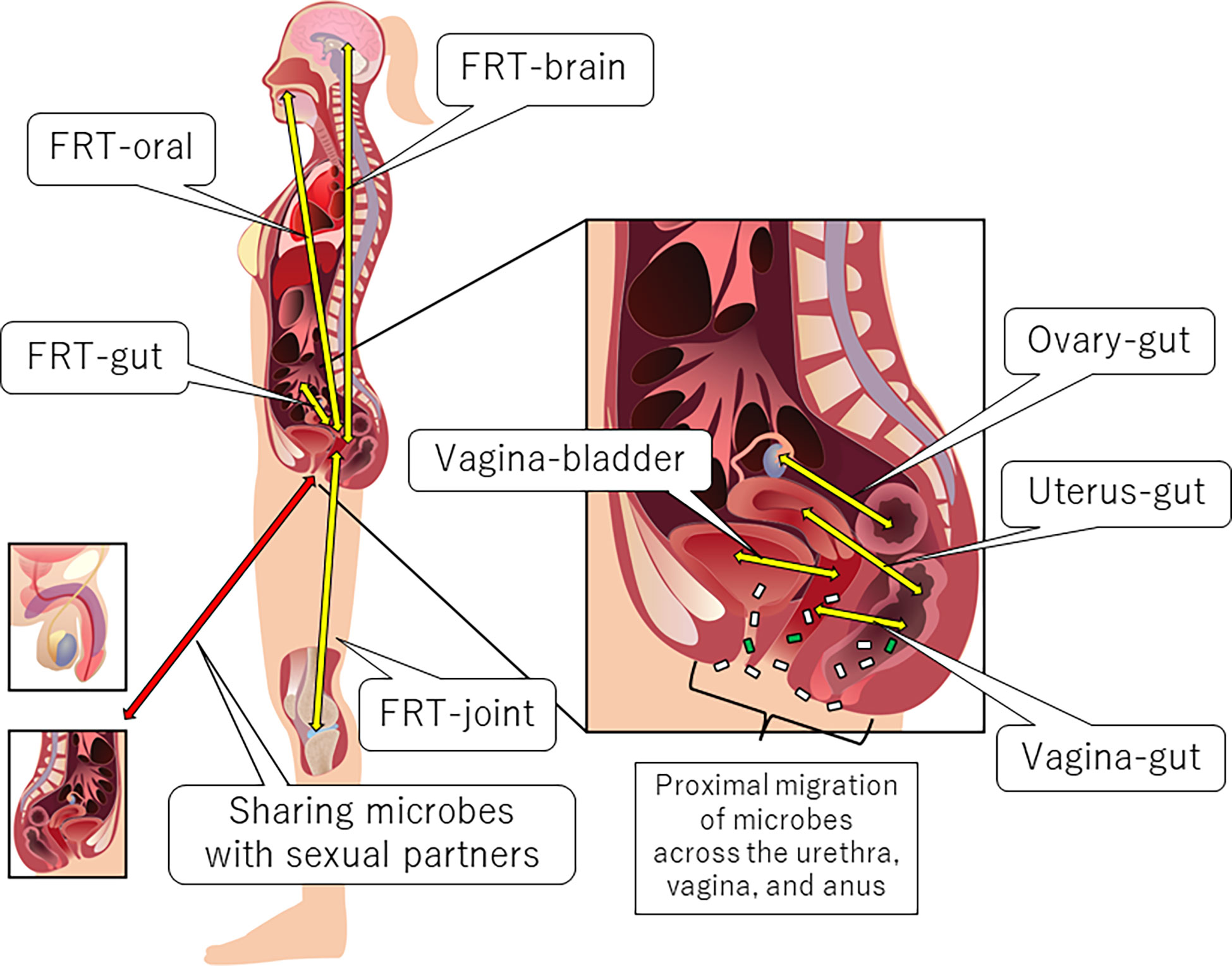 Frontiers Female reproductive tract-organ axes image