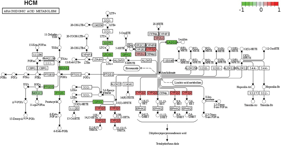 Frontiers  Transcriptome data analysis of primary cardiomyopathies reveals  perturbations in arachidonic acid metabolism