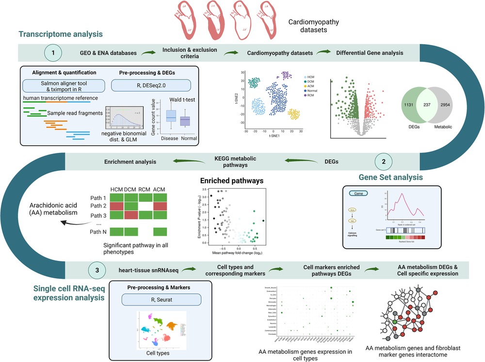 Frontiers  Transcriptome data analysis of primary cardiomyopathies reveals  perturbations in arachidonic acid metabolism