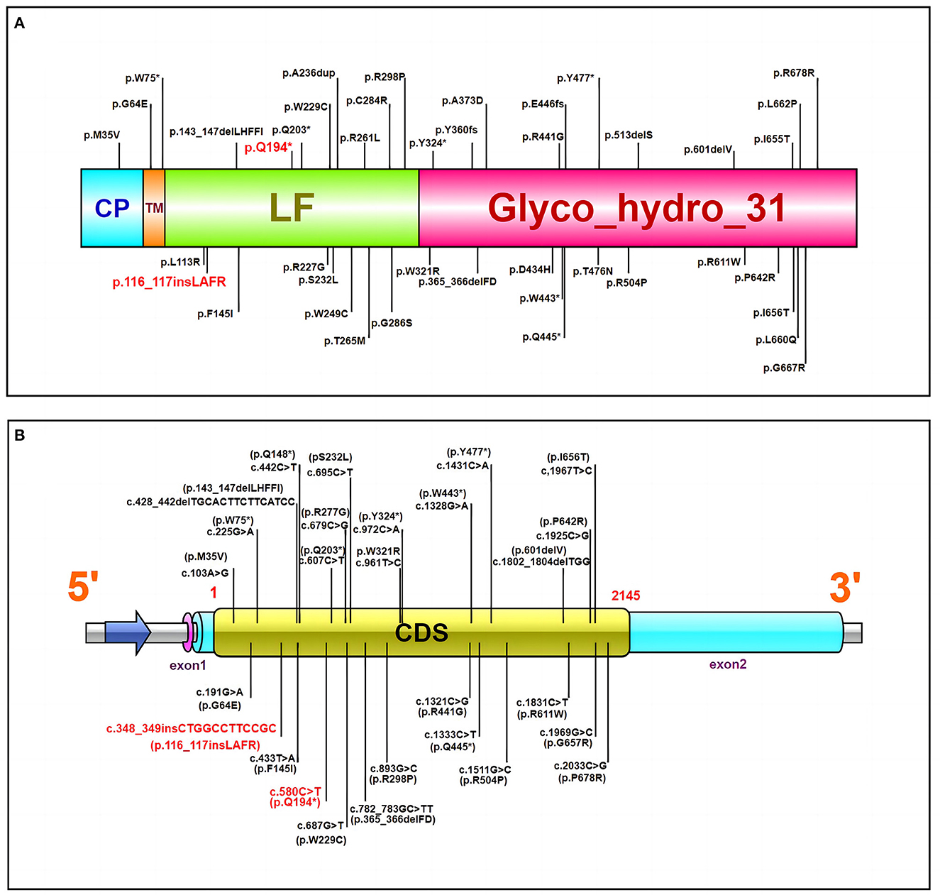 Frontiers | A novel MYORG mutation causes primary familial brain calcification with migraine