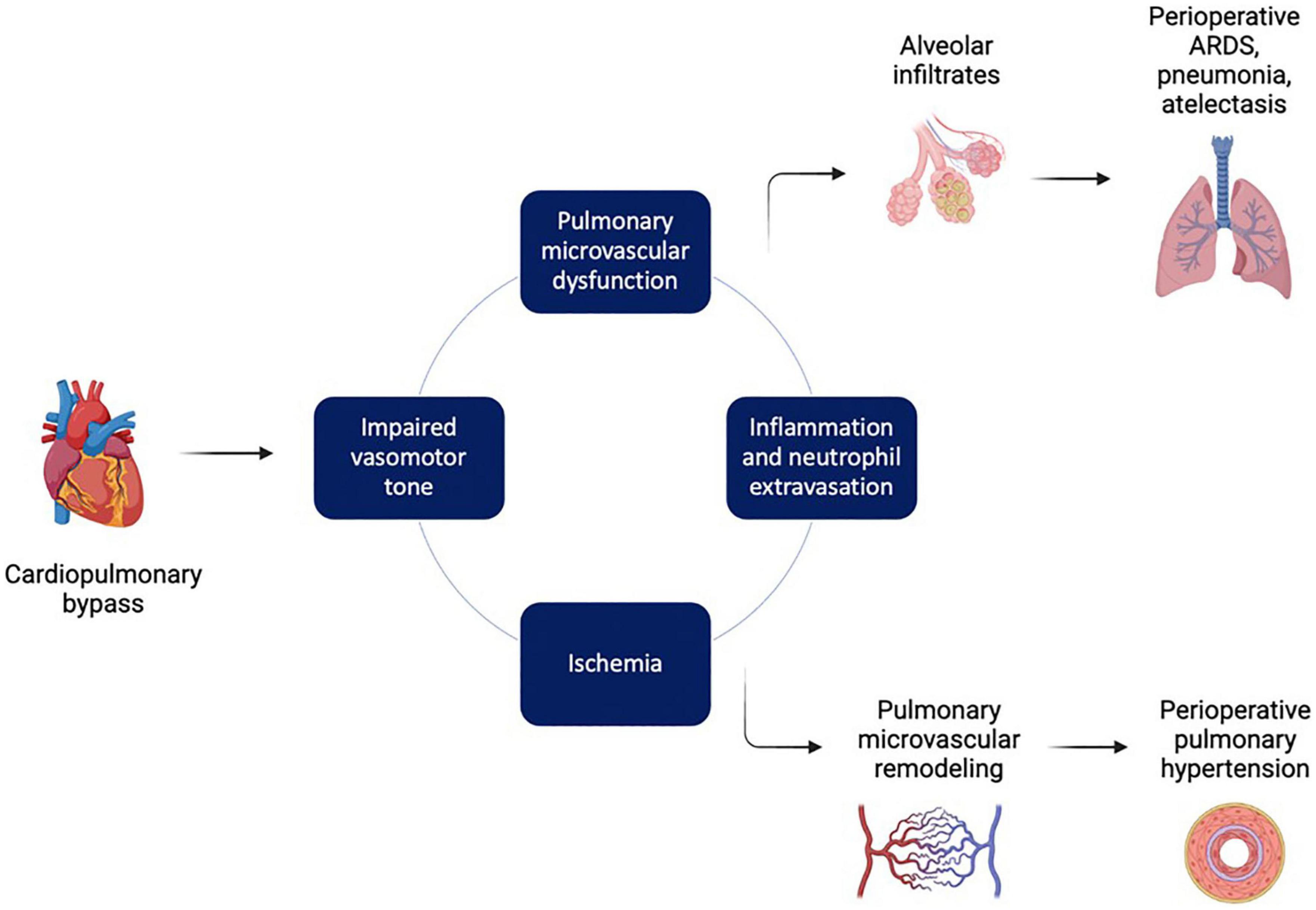 Frontiers Microvascular dysfunction following cardiopulmonary bypass