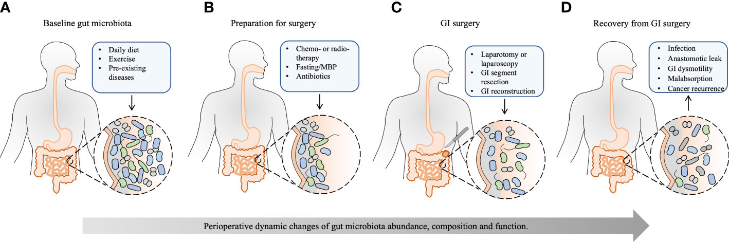 Frontiers The Implication Of Gut Microbiota In Recovery From 