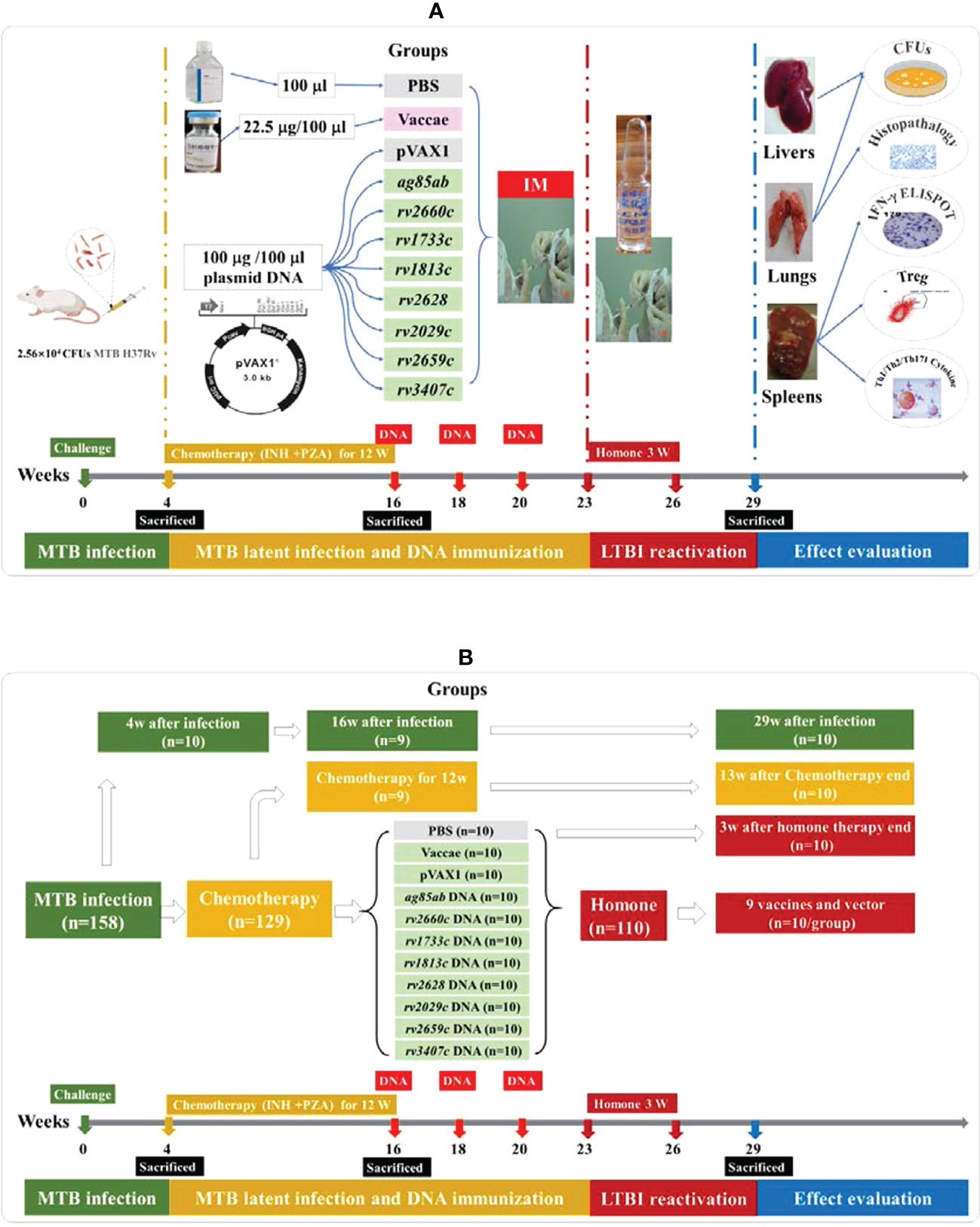 Frontiers  Preventive effects of Mycobacterium tuberculosis DNA