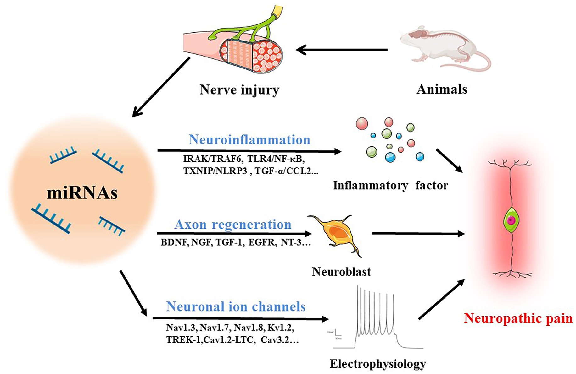 Frontiers Emerging Roles Of MiRNAs In Neuropathic Pain From New frontiers-emerging-roles-of-mirnas-in-neuropathic-pain-from-new
