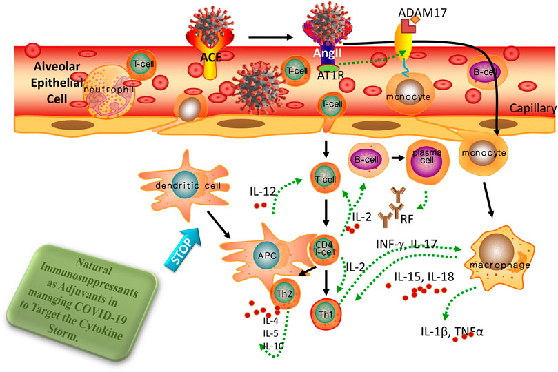 Calming the cytokine storm: Harnessing the power of stem cells to