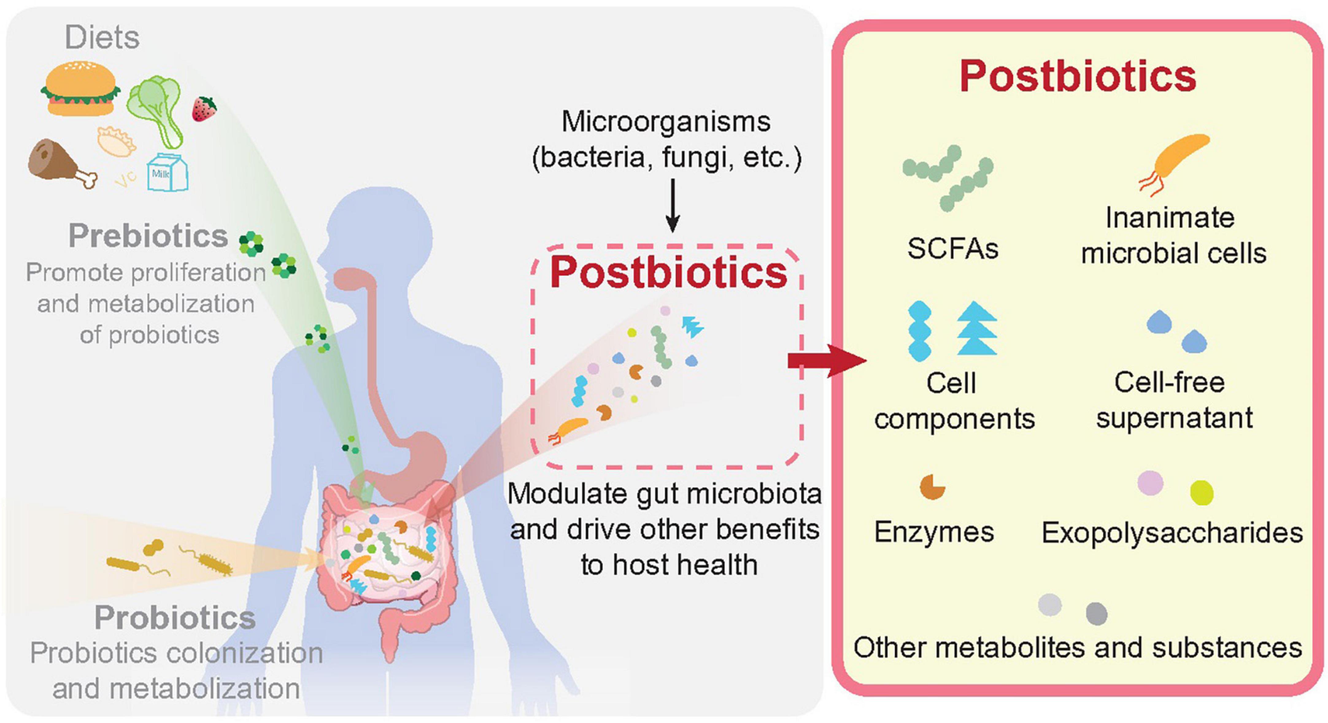 Frontiers  Emerging Evidence on the Effects of Dietary Factors on the Gut  Microbiome in Colorectal Cancer