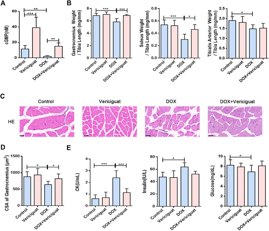 Electrical stimulation found to revitalize muscle perfusion caused