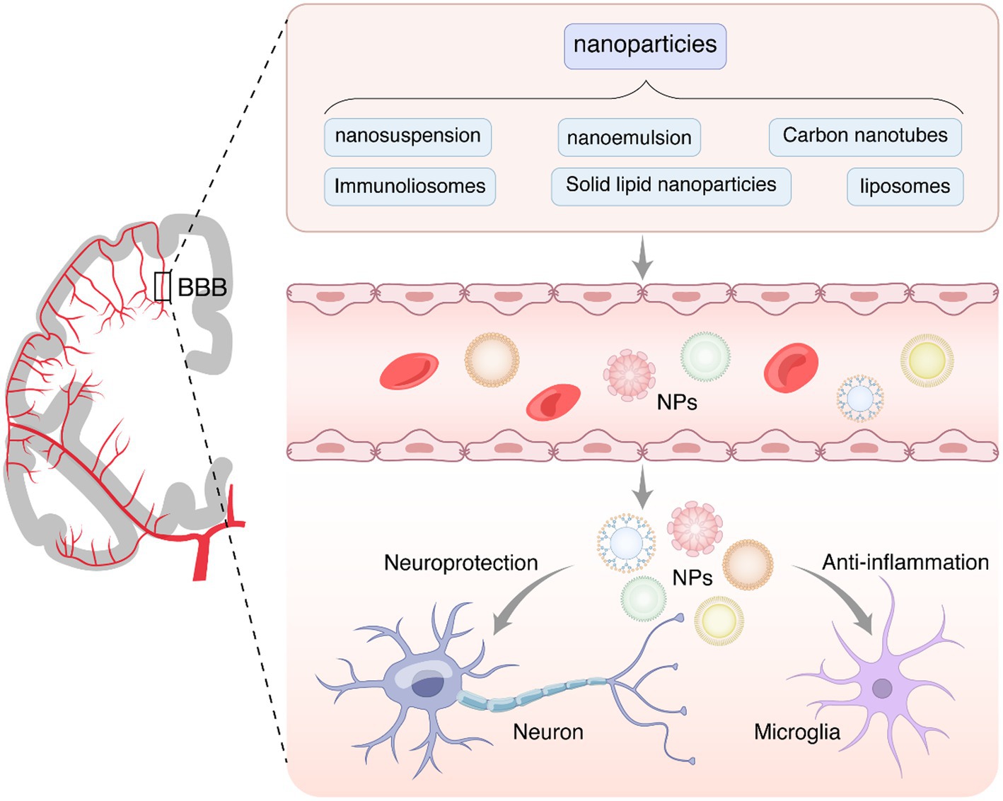 Alzheimer's: Menthol boosts cognitive function in mouse models