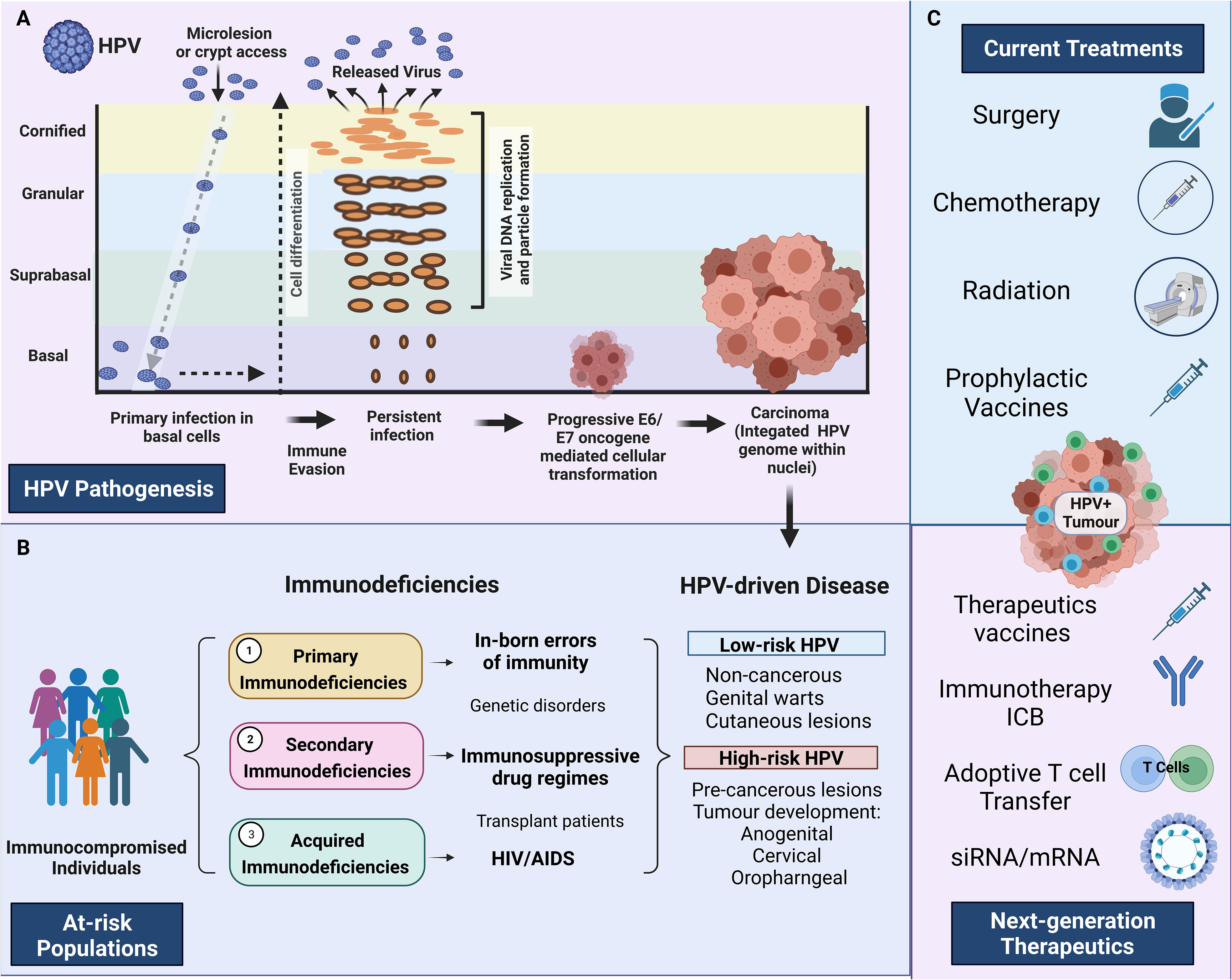 Frontiers Human papillomavirus in the setting of immunodeficiency Pathogenesis and the emergence of next-generation therapies to reduce the high associated cancer risk image