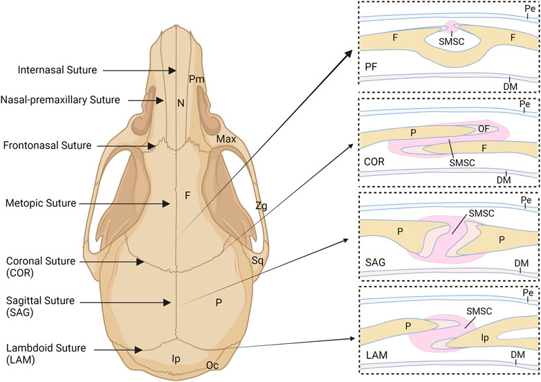 Suture on sale