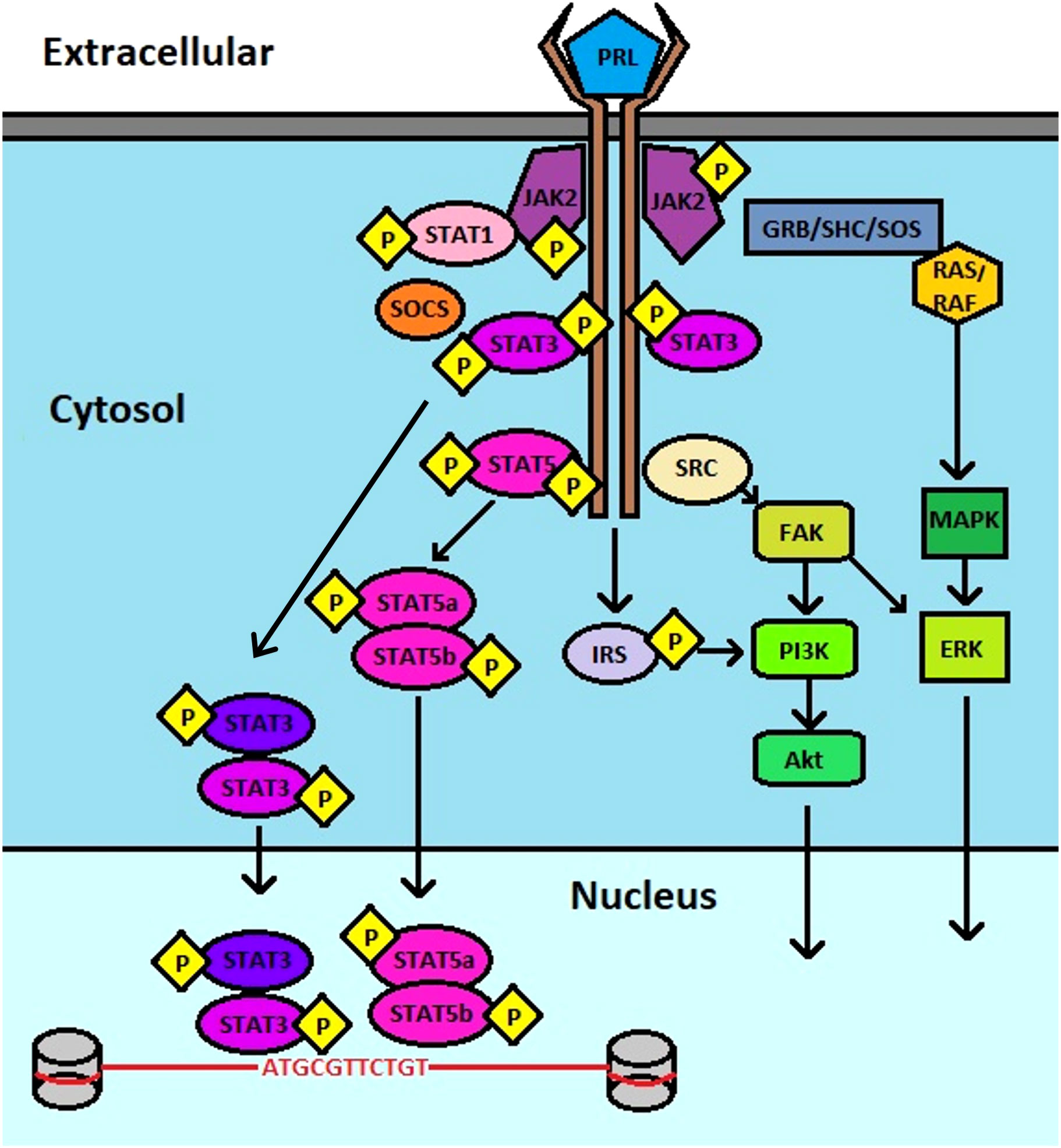 Frontiers | Prolactin receptor signaling: A novel target for cancer  treatment - Exploring anti-PRLR signaling strategies