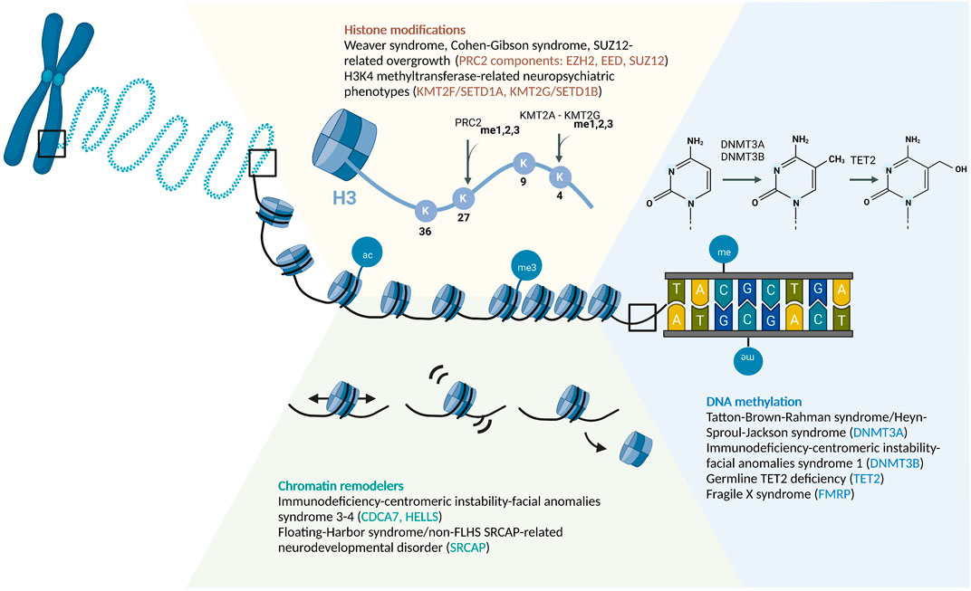 PDF) Genetic heterogeneity in Rubinstein-Taybi syndrome: Delineation of the  phenotype of the first patients carrying mutations in EP300