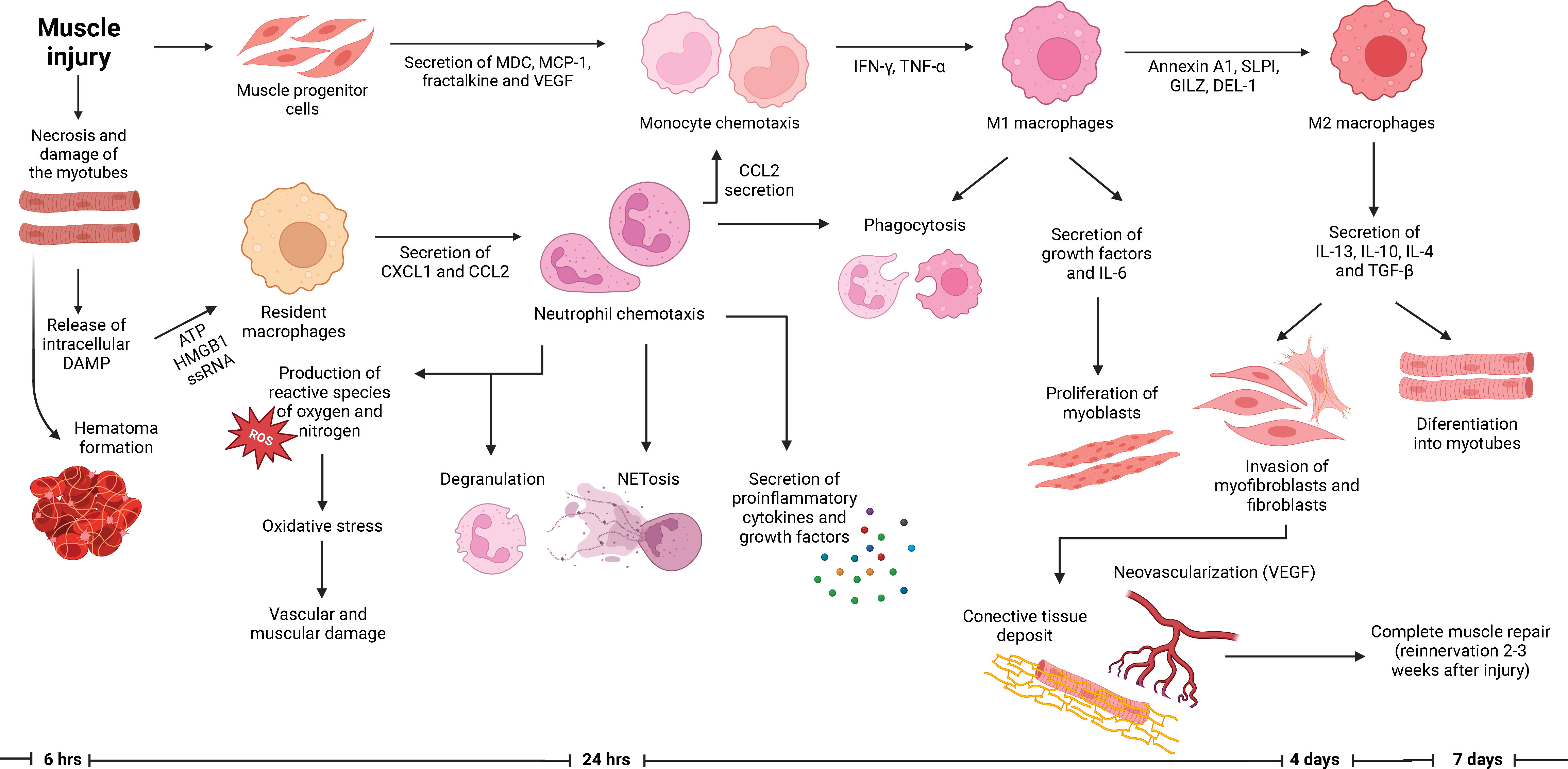 Frontiers  Inflammatory myopathies and beyond: The dual role of  neutrophils in muscle damage and regeneration