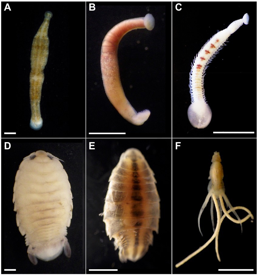 Frontiers  Marine vampires: Persistent, internal associations between  bacteria and blood-feeding marine annelids and crustaceans