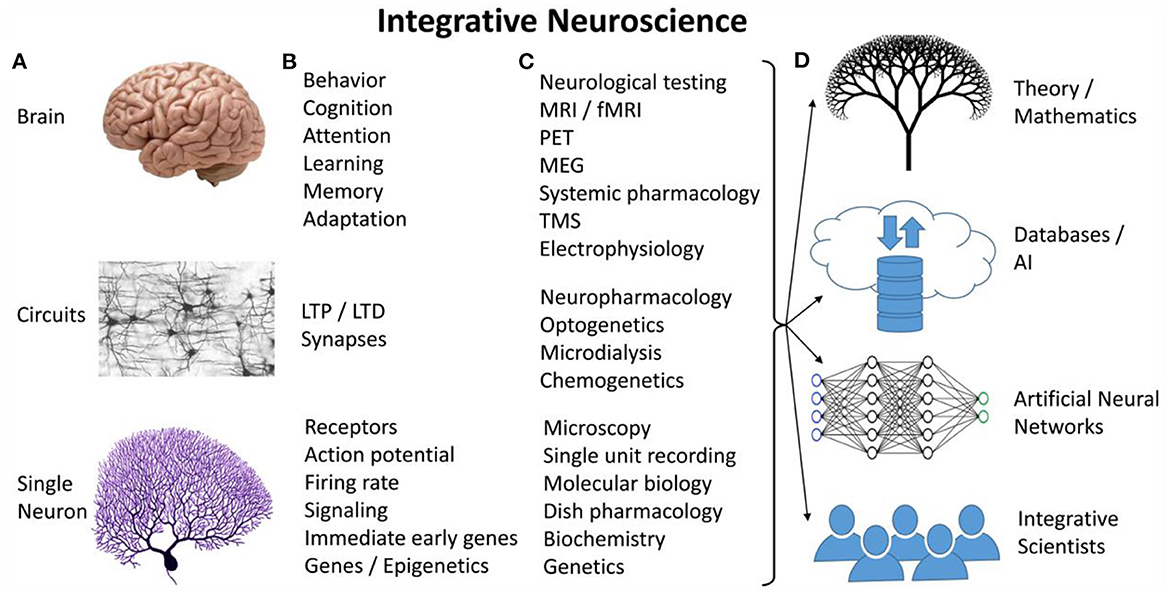 Synergizing Mind and Nerve: Integrative Neurology Insights