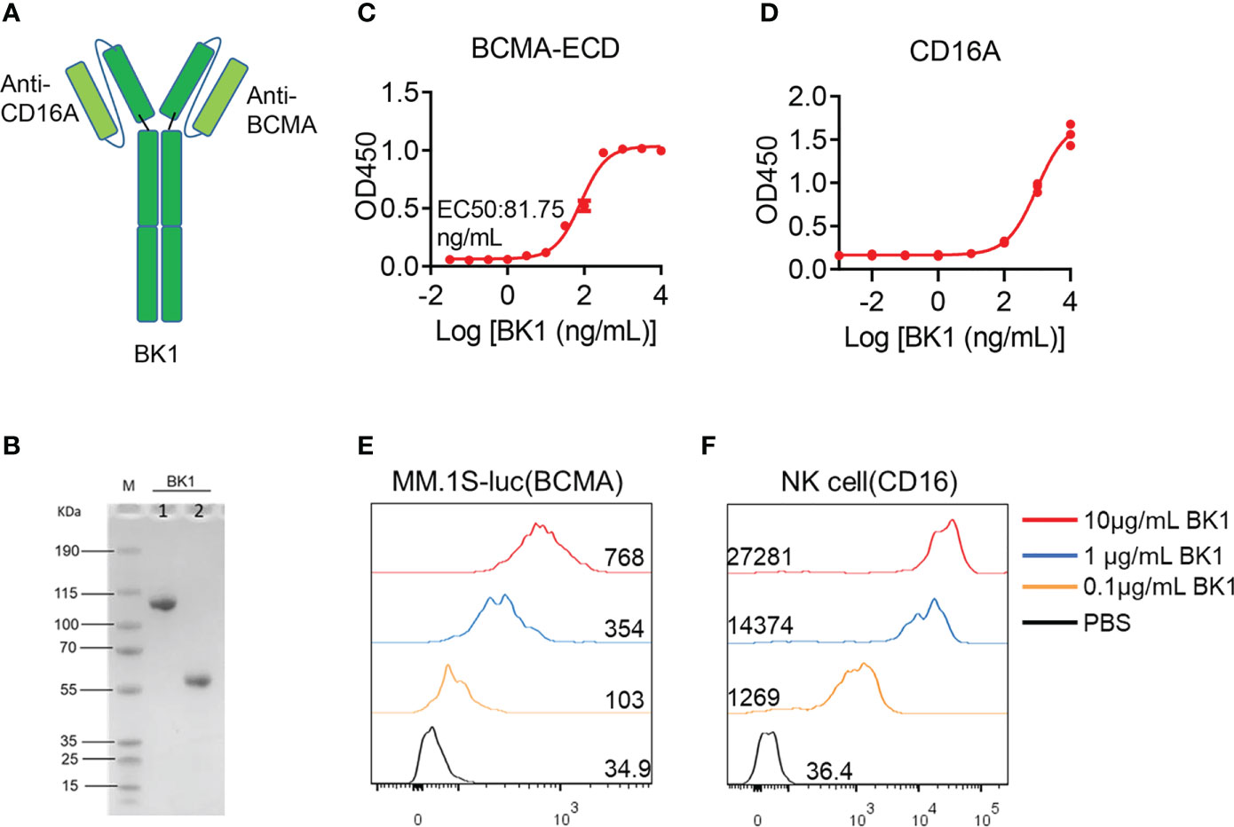 Frontiers Bispecific NKcell engager targeting BCMA elicits stronger