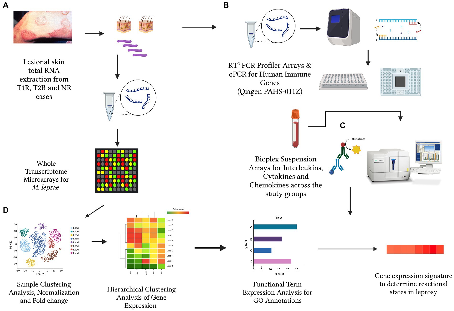 Frontiers | Mycobacterium leprae and host immune transcriptomic