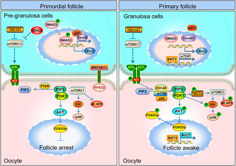 Frontiers | Mechanisms of primordial follicle activation and new 