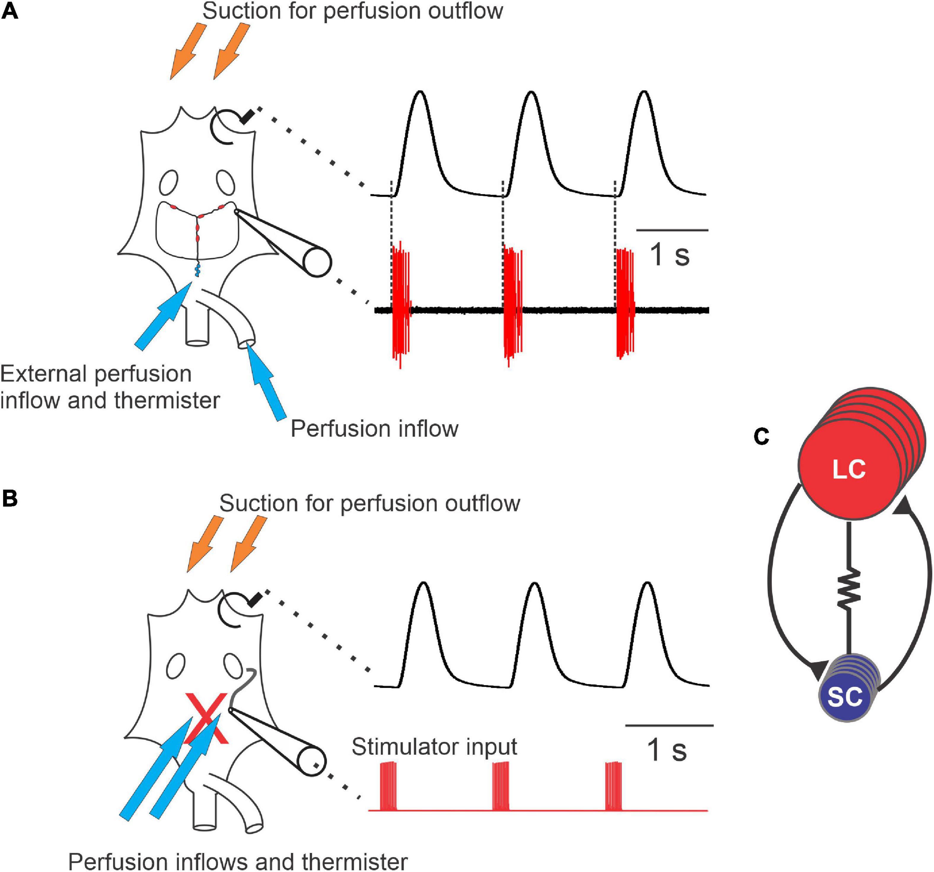 Electrical stimulation found to revitalize muscle perfusion caused