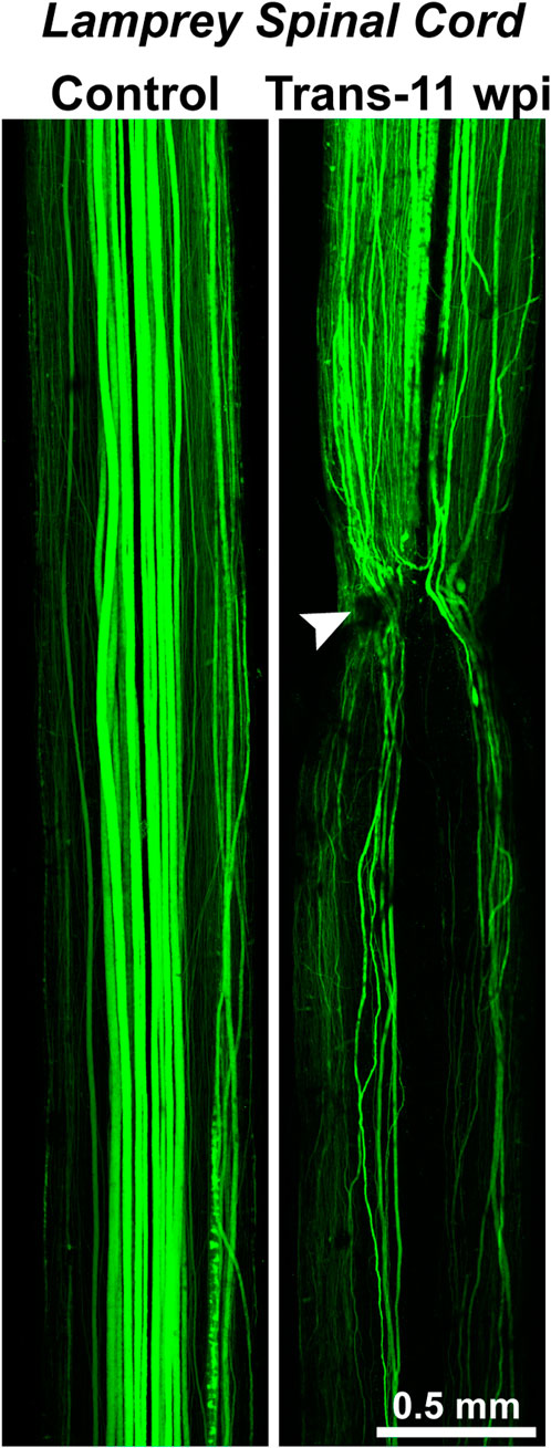 Frontiers | Lampreys and spinal cord regeneration: “a very special ...