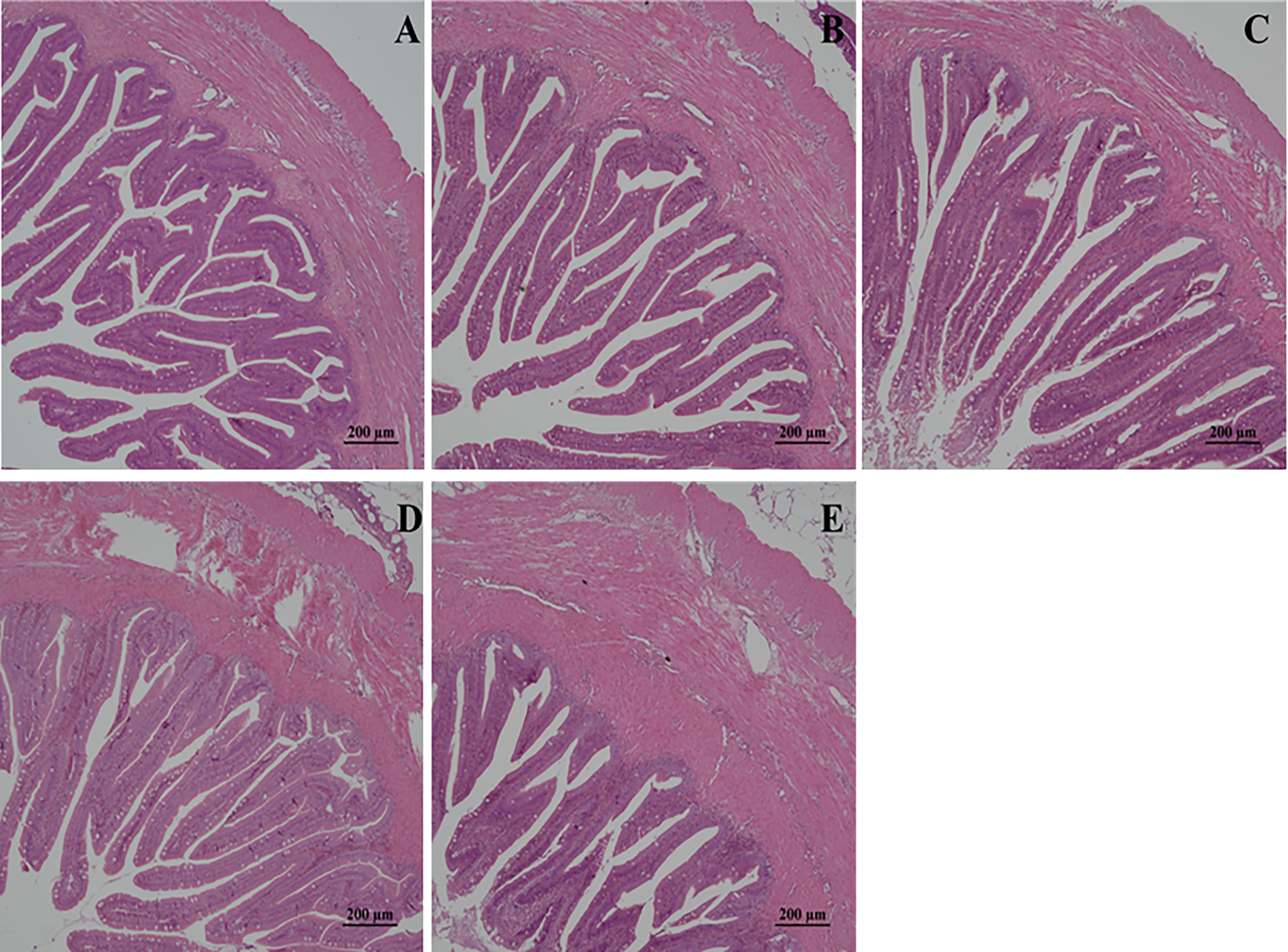 Frontiers  Effects of low-temperature stress on intestinal structure,  enzyme activities and metabolomic analysis of juvenile golden pompano  (Trachinotus ovatus)