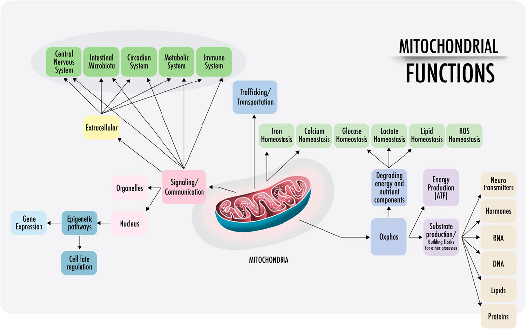 Frontiers  Nutrient synergy: definition, evidence, and future