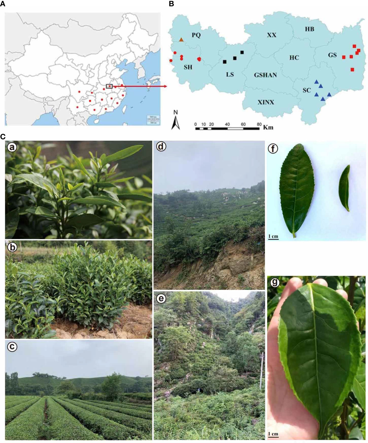 Metabolite signatures of diverse Camellia sinensis tea populations