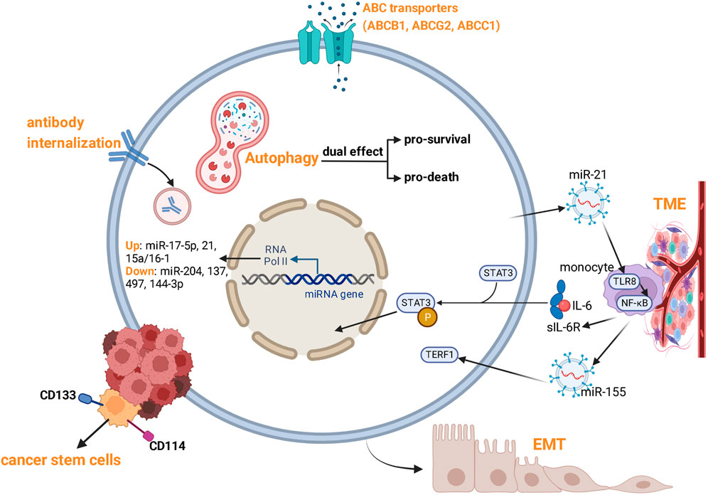 A Cell Type Selective YM155 Prodrug Targets Receptor-Interacting Protein  Kinase 2 to Induce Brain Cancer Cell Death