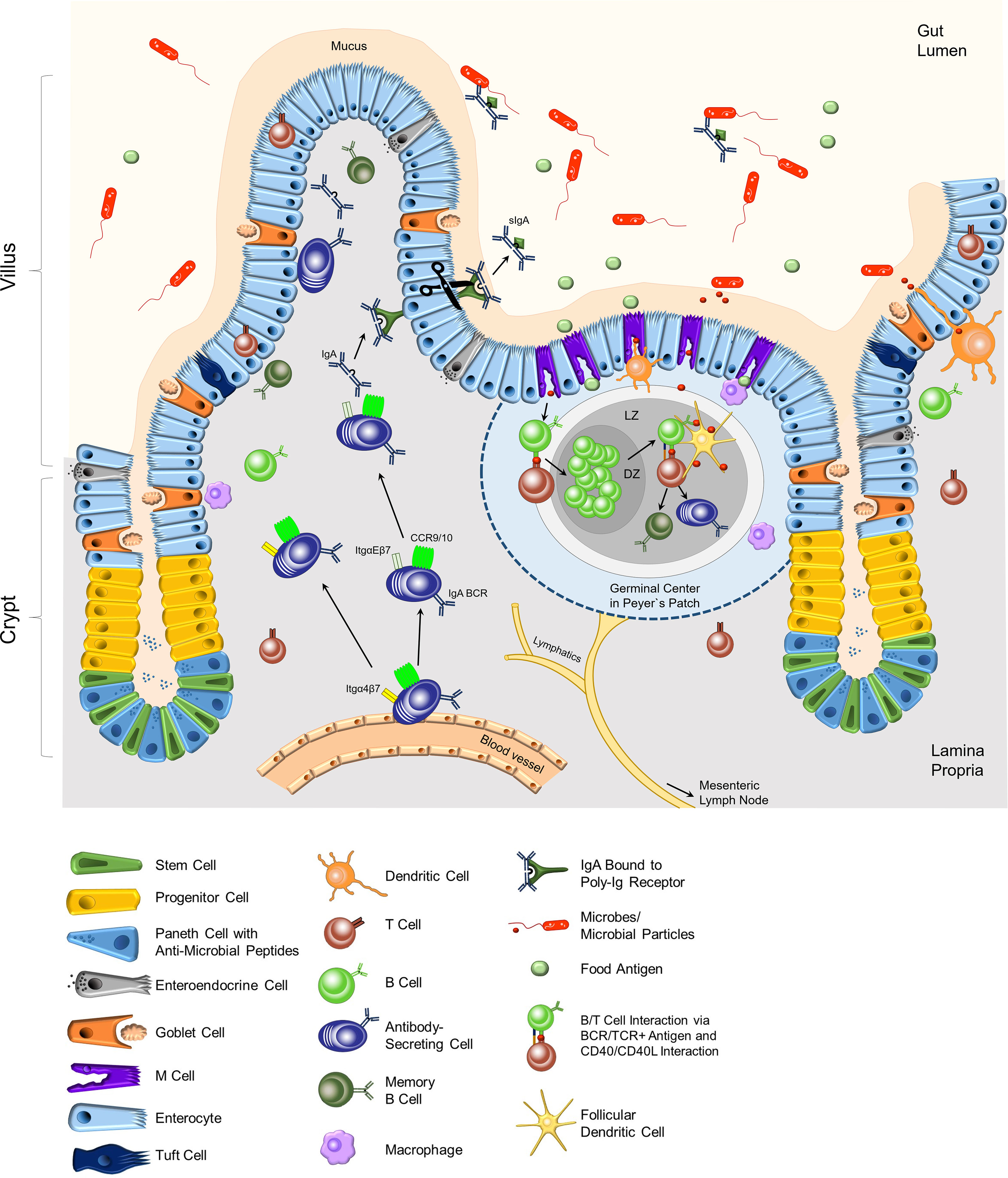 Frontiers | The intestine: A highly dynamic microenvironment for