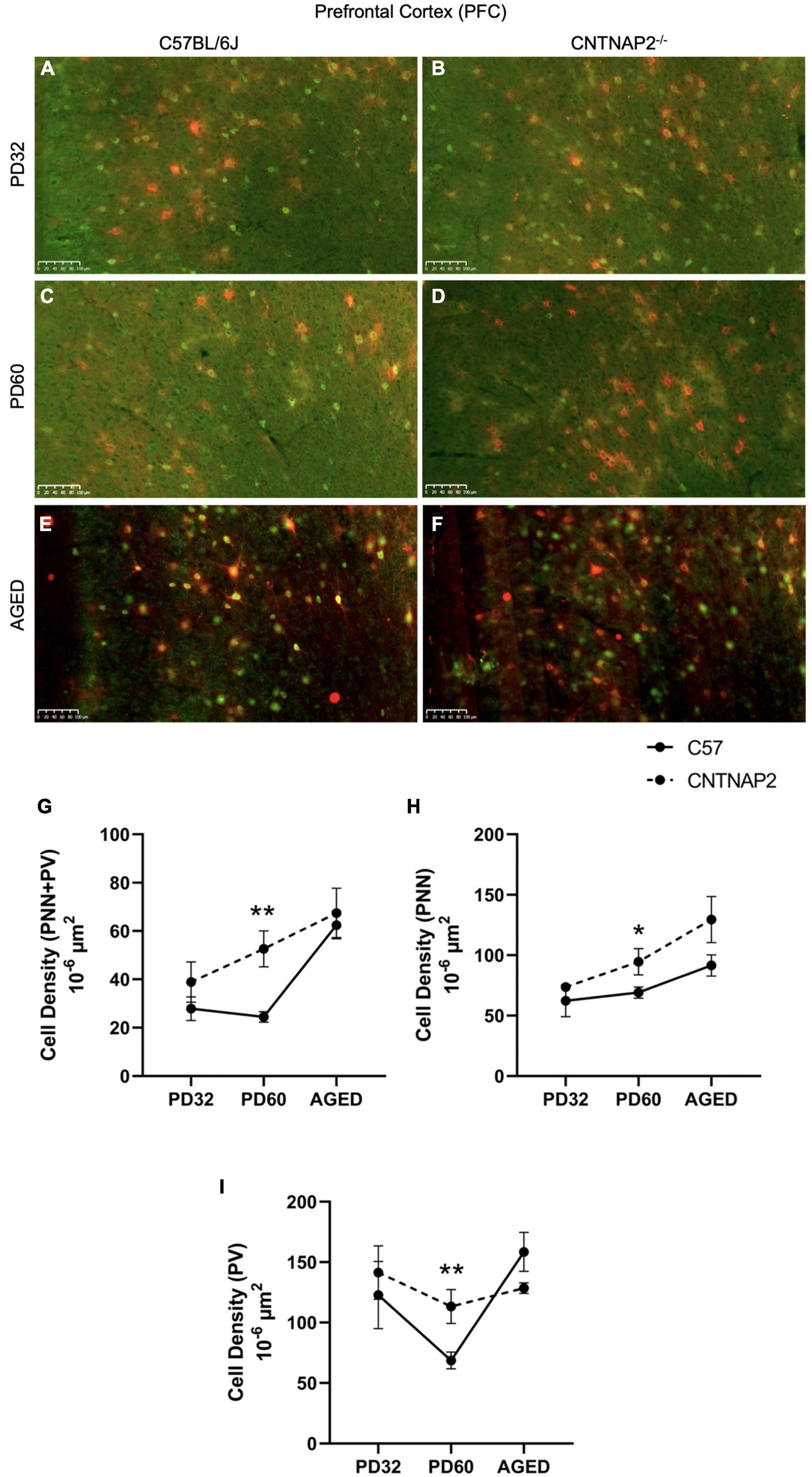 Frontiers | Behavioral regulation by perineuronal nets in the