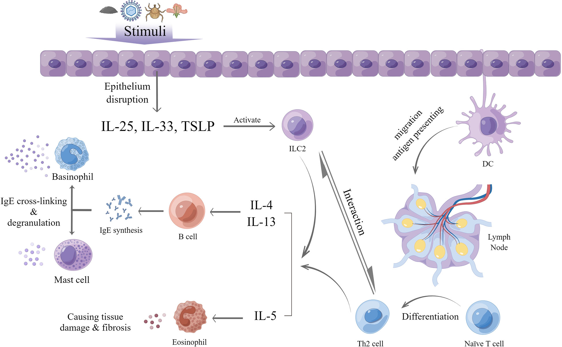 Frontiers Bullous Pemphigoid The Role Of Type 2 Inflammation In Its 