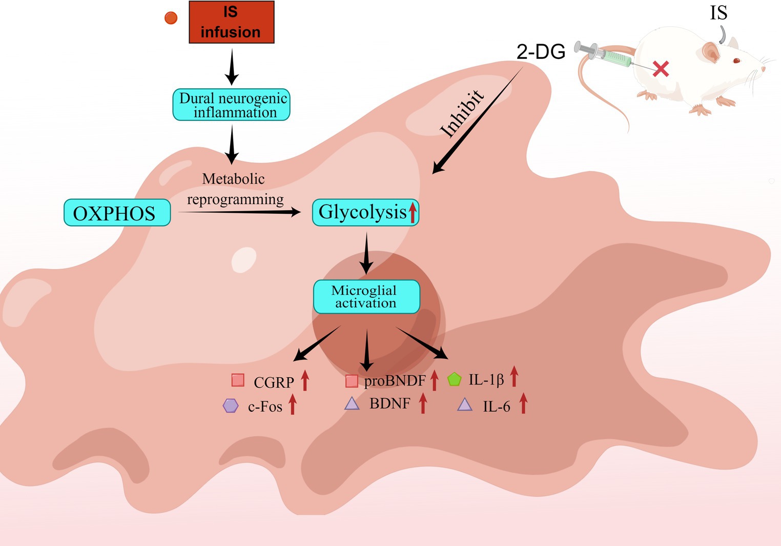 Frontiers | 2-Deoxyglucose alleviates migraine-related