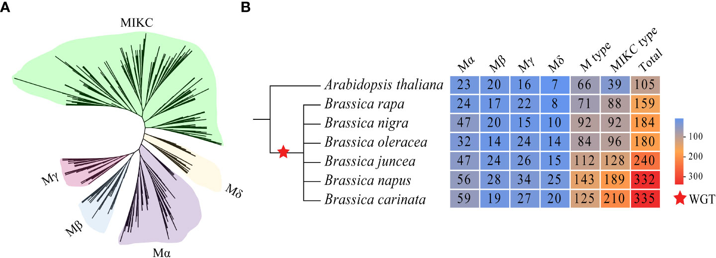 Phylogenetic relationship between strains KKUY-0036, KKUY-0078