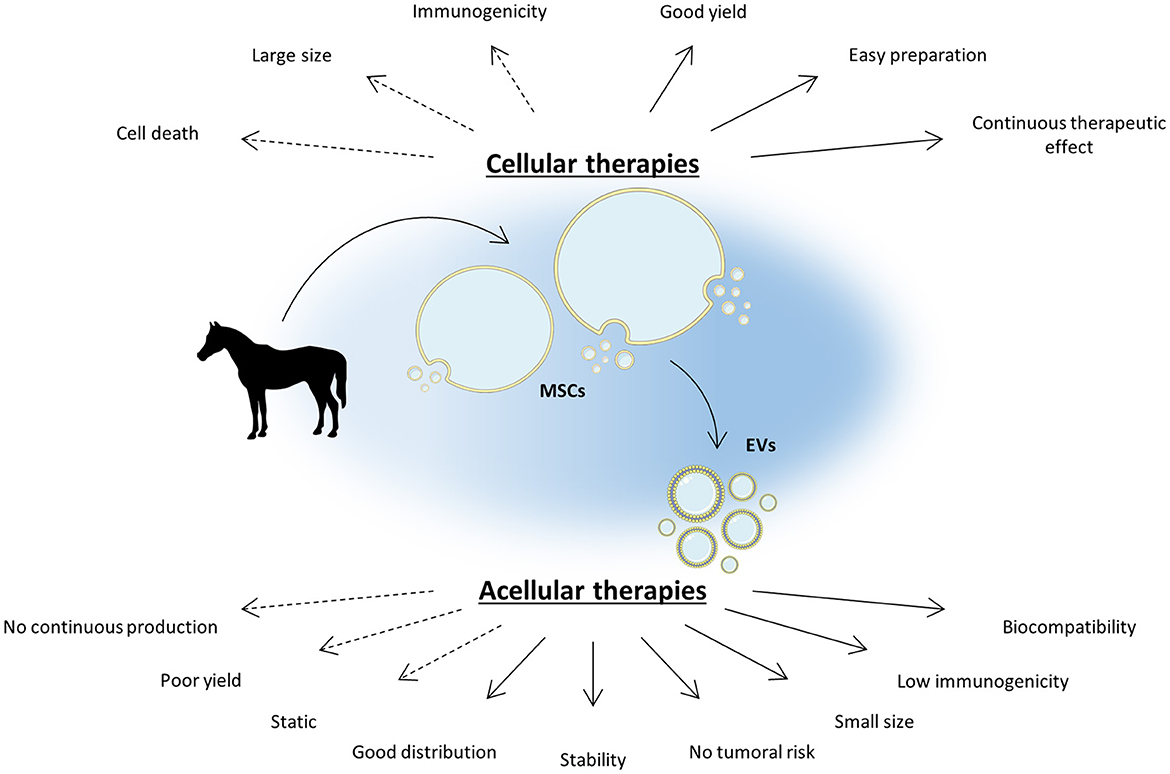 Frontiers  Equine osteoarthritis: Strategies to enhance