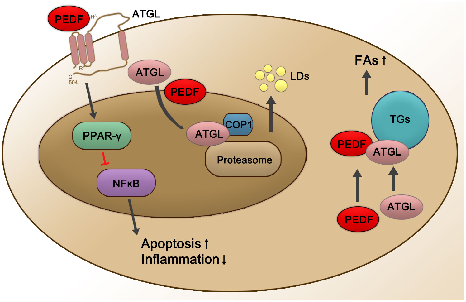 Frontiers  Exploring the Retinal Binding Cavity of