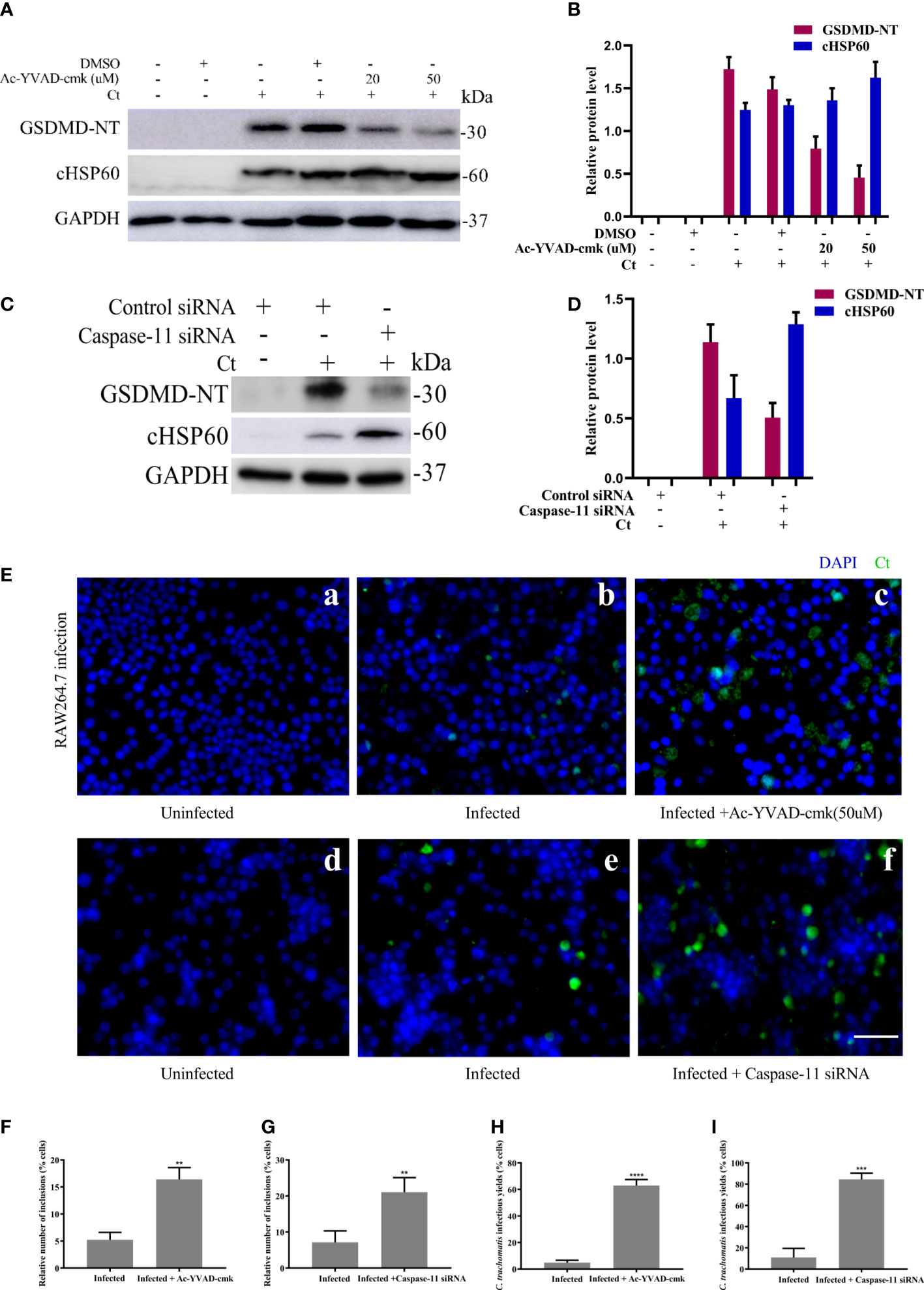 Increased cell membrane permeability of HeLa cells after C. trachomatis