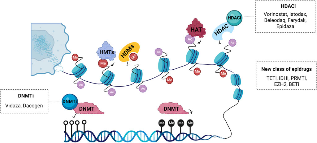 Frontiers  Deoxyribonucleic Acid 5-Hydroxymethylation in Cell-Free  Deoxyribonucleic Acid, a Novel Cancer Biomarker in the Era of Precision  Medicine