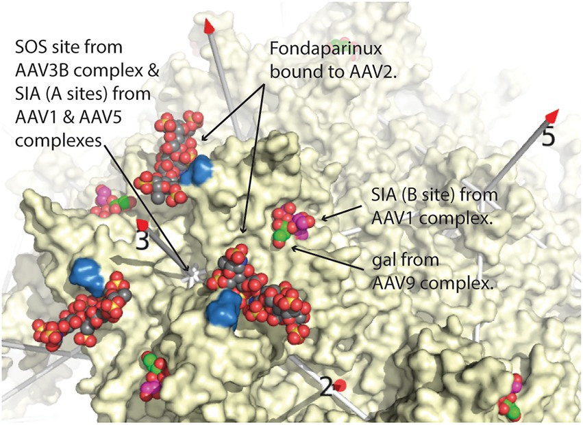 Anti-Adeno-Associated Virus Type 9 (AAV9), intact particles, 03
