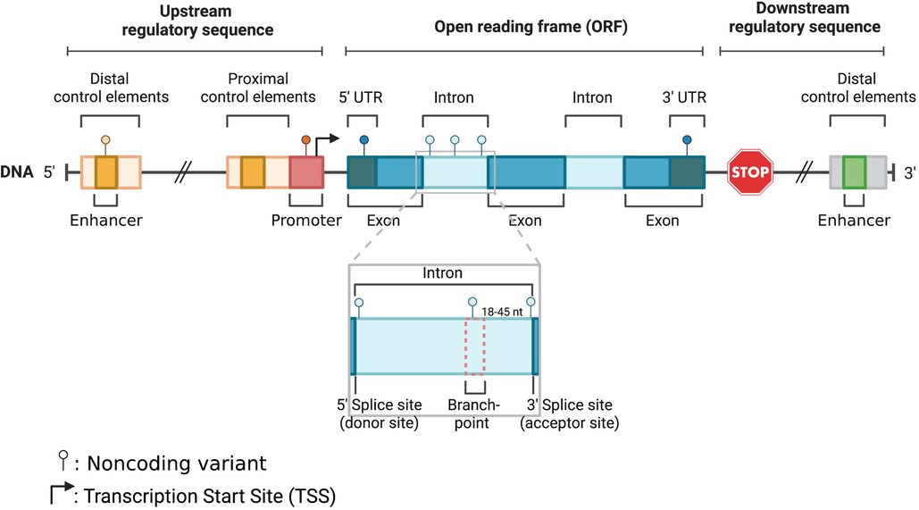 PDF) Identification of de novo EP300 and PLAU variants in a