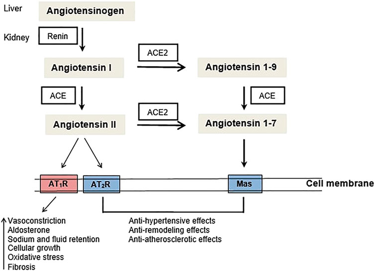 Ambos nombre de la marca Estrecho Frontiers | Mini-review: Angiotensin- converting enzyme 1 (ACE1) and the  impact for diseases such as Alzheimer's disease, sarcopenia, cancer, and  COVID-19